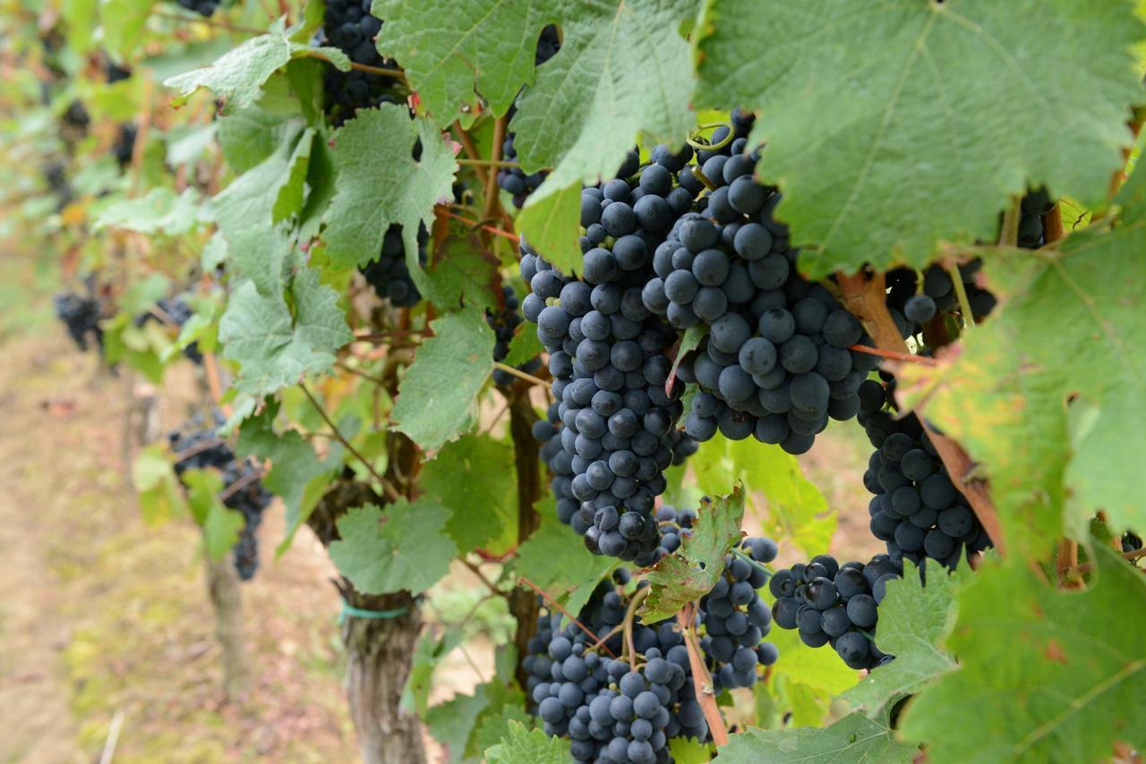 Weingut Erich Serwazi Мезеніх Екстер'єр фото